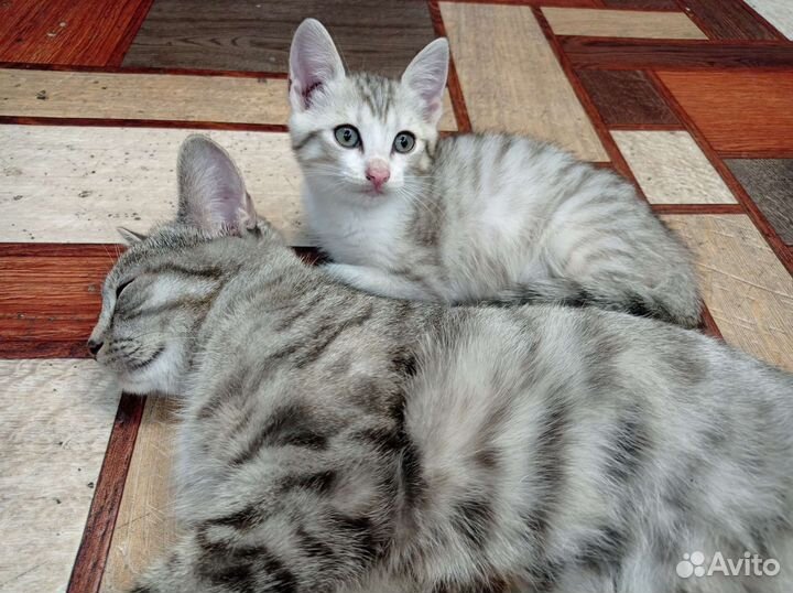 Котенок