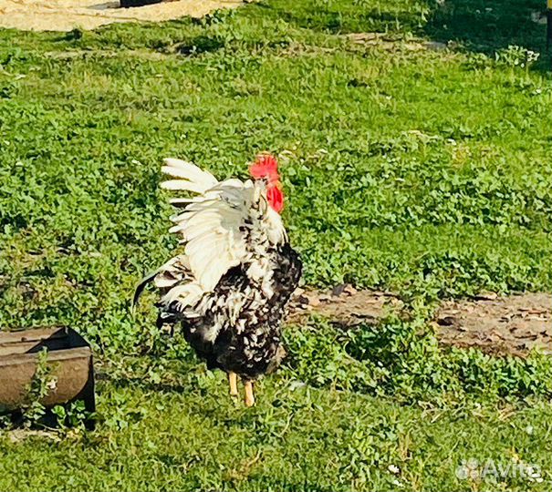 Куры и петухи