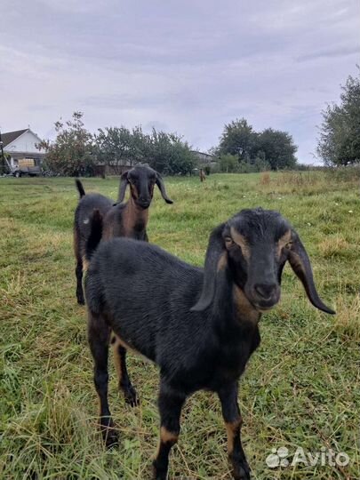 Англо нубийские козы