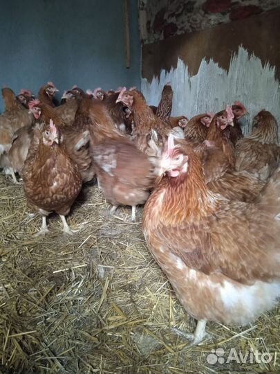 Куры несушки домашние