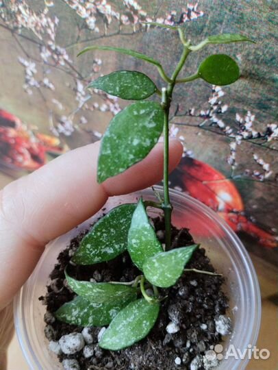 Миниатюрная хойя бронь