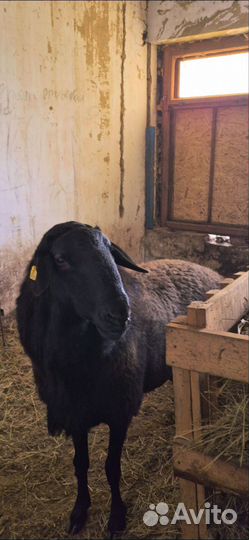 Баран гиссар