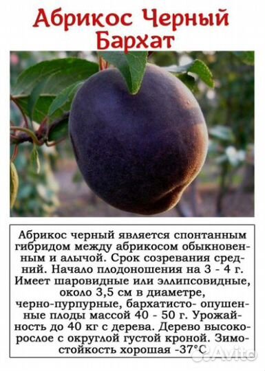 Саженцы абрикоса