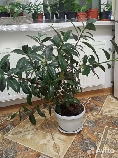 Эсхинантус