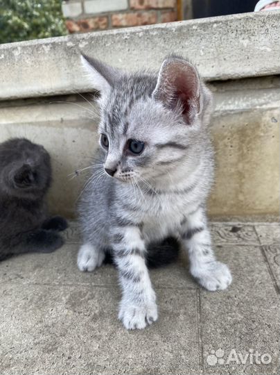 Котята в добрые руки мальчики
