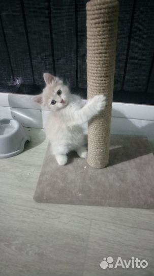 Отдам котенка в добрые руки