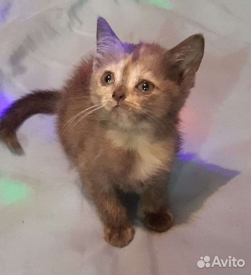 Британские котята