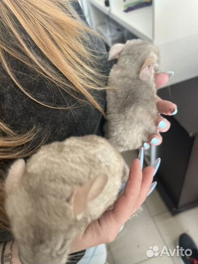 Шиншиллы разных цветов