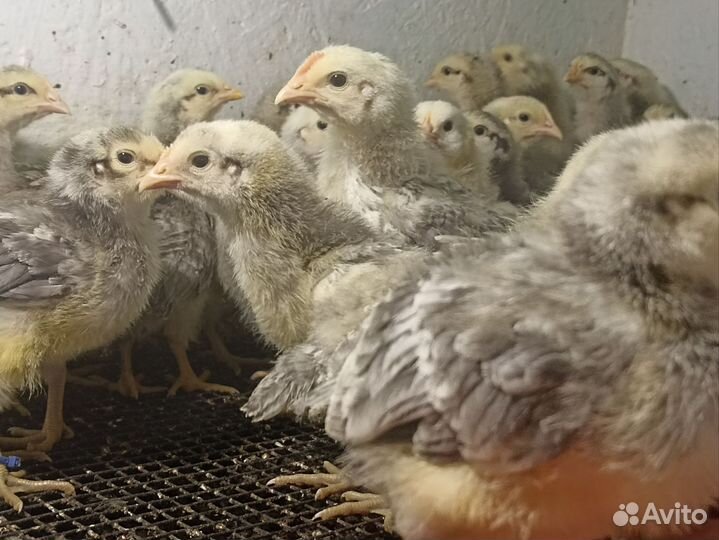 Цыплята пород Пушкинская, Австралорп