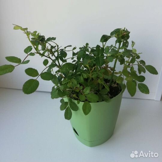 Роза комнатная кустовая мини 3 цвета