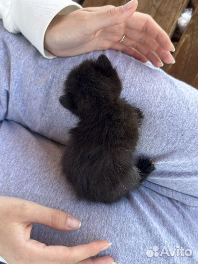 Черный котенок