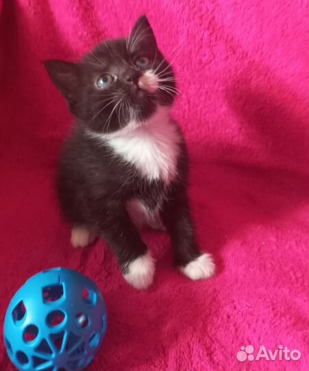 Котенок девочка в добрые руки