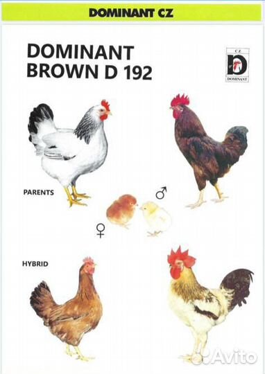 Доминант 107