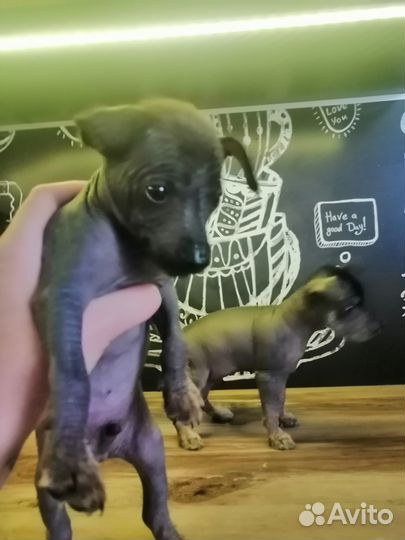 Китайская хохлатая голая