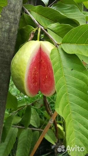 Гуава, гуайява свежие семена экзота