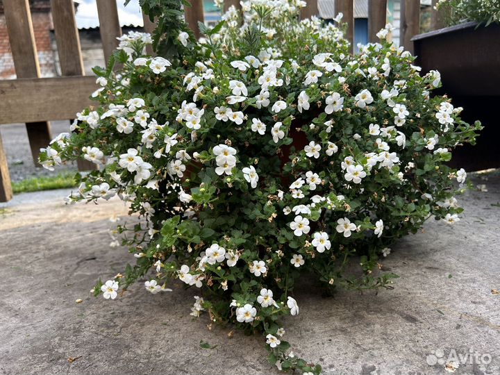 Цветущие вегетативные на осень