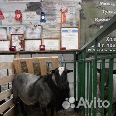 Племенные ярки,бараны Романовской породы