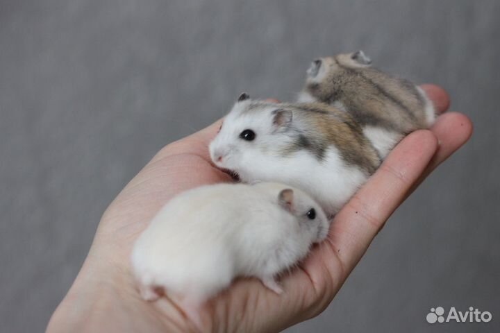 Джунгарские хомяки любовь с первого взгляда