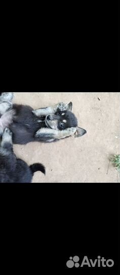 Щенки в добрые руки