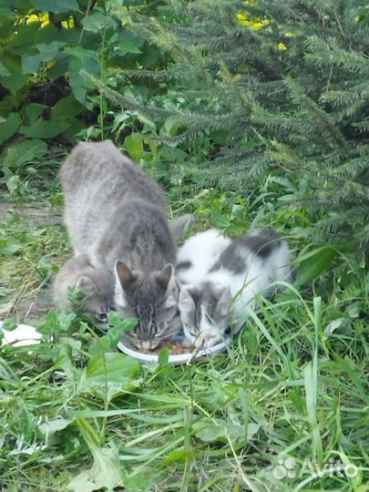 Котята в добрые руки