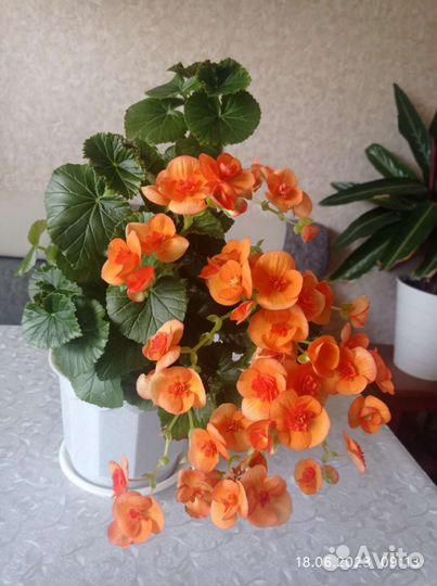 Радермахера, бегонии, фуксия