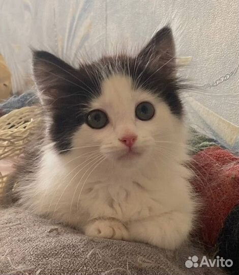 Котенок мальчик