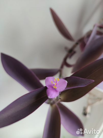 Традесканция фиолетовая