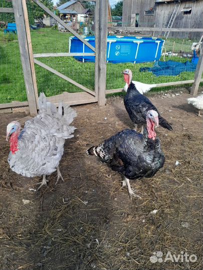 Индюки живым весом