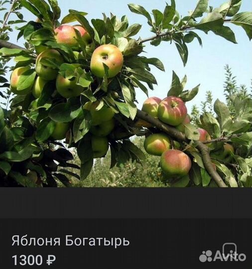 Саженцы яблонь 3-х летки