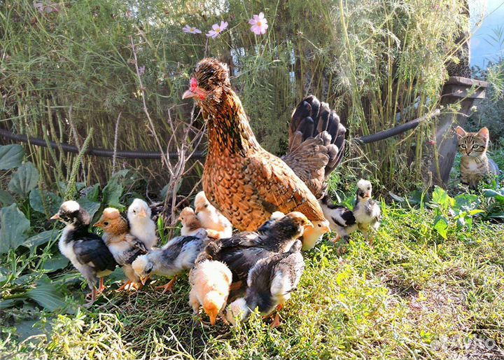 Куры молодки карликовые бентамки