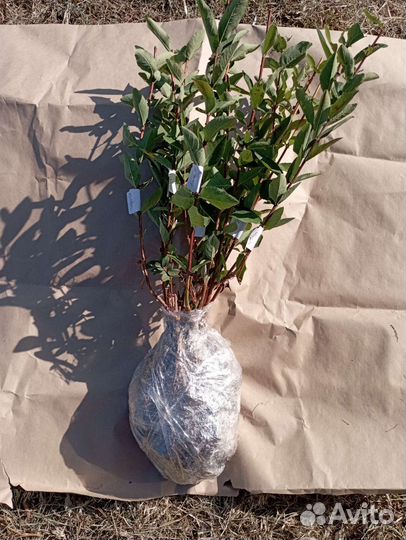 Саженцы жимолости