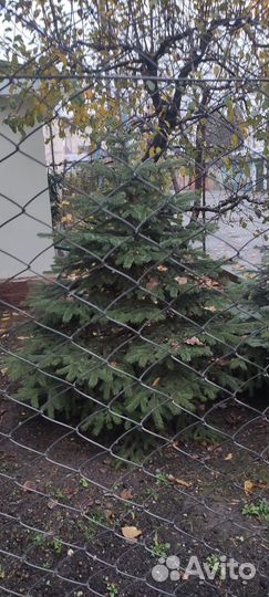 Ель голубая и зеленые