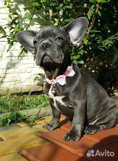 Французский бульдог щенки голубой