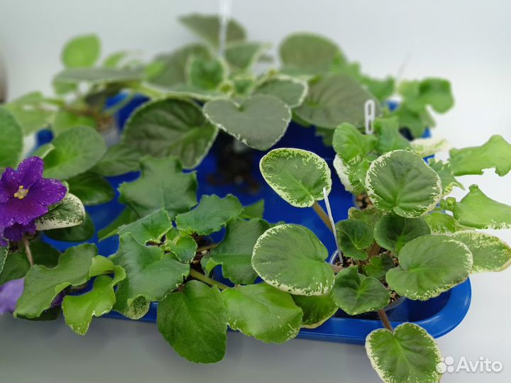 Сортовые фиалки набор