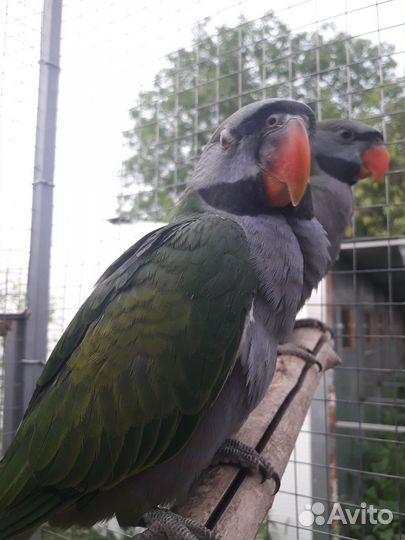 Попугай Китайский, александрийский и розовогрудый