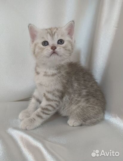 Британский котенок