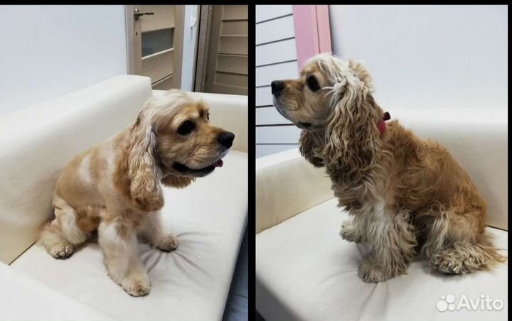 Стрижка кошек и собак