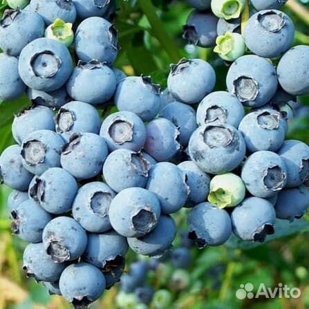 Саженцы голубики Блю Голд
