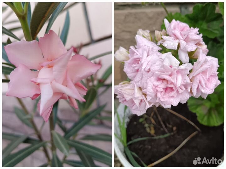 Сортовые гибискусы, олеандр, герань