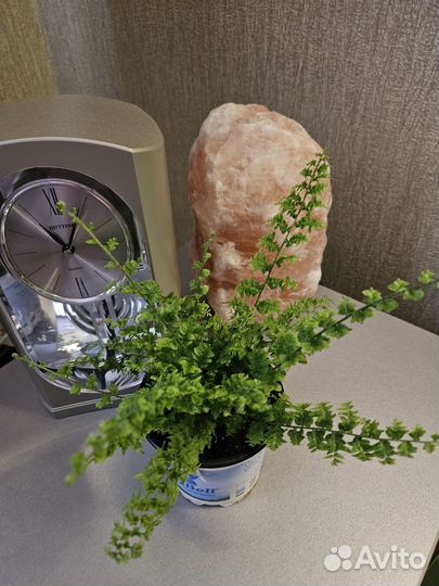 Папоротник