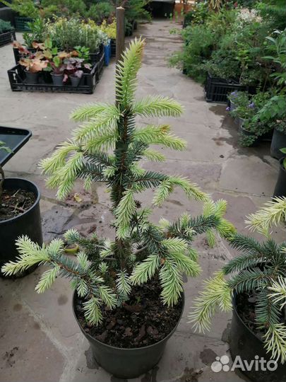 Ель Ян Бычковский