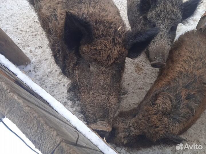 Кабаны вальерного содержания