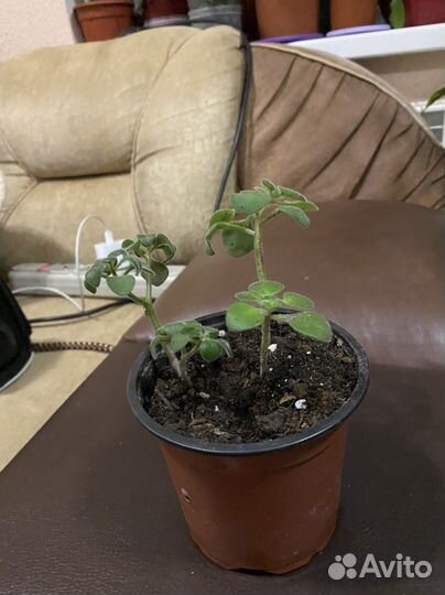 Любовное дерево