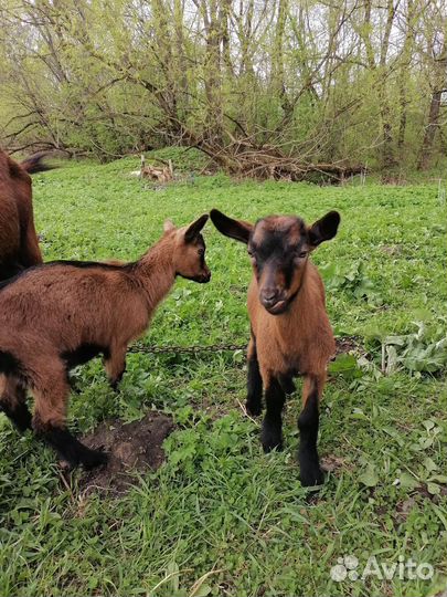 Чешская короткошёрстная