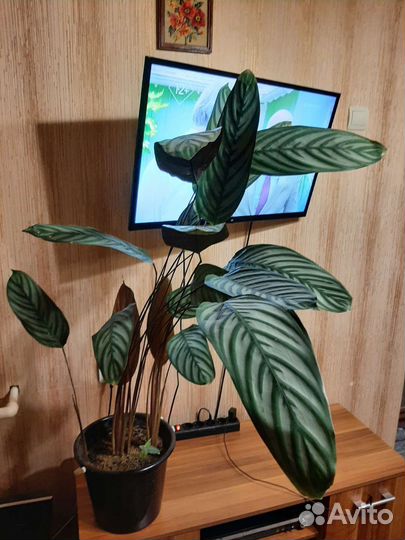 Калатея, Эухарис (амазонская лилия)