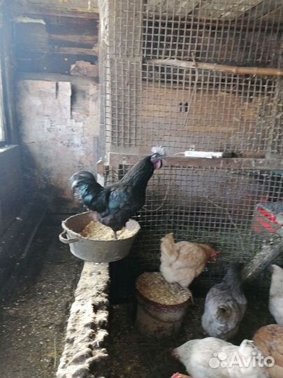 Петухи ухейилюй