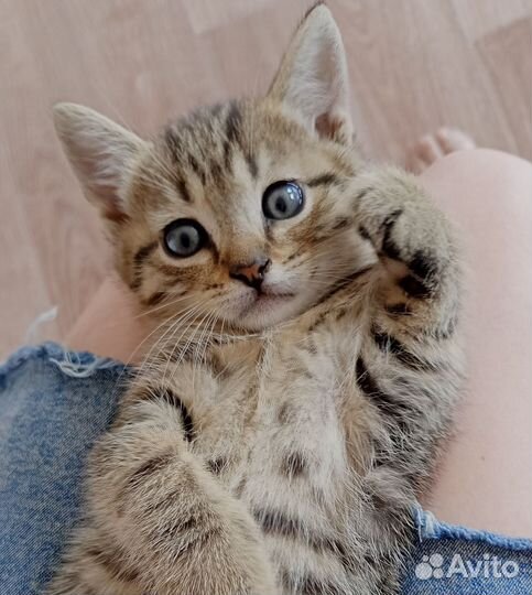 Котята шпротные, возраст 1 месяц, мальчики