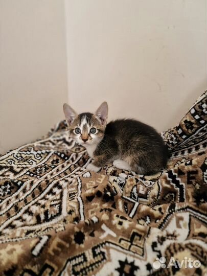 Котёнок девочка абиссинской породы в добрые руки