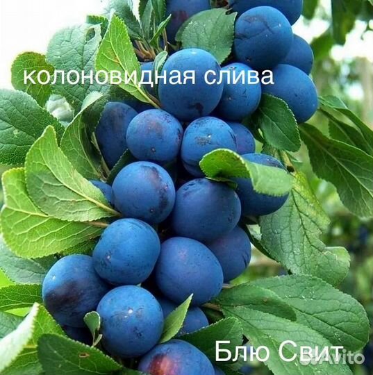 Саженцы колоновидные и не только