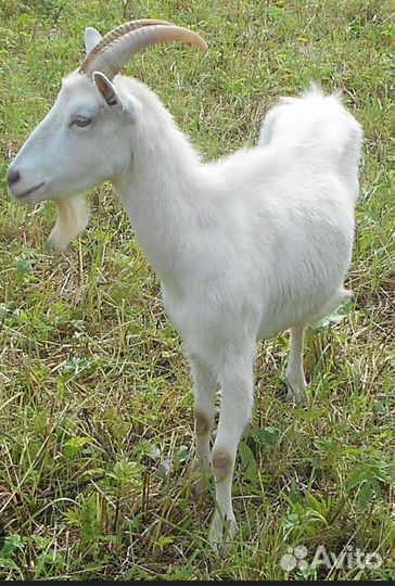 Коза дойная